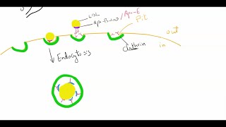 Cellular uptake and degradation of LDL بالعربى [upl. by Nohsav]