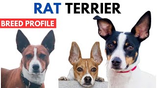 Rat Terrier Breed Profile History  Price  Traits  Rat Terrier Grooming Needs  Lifespan [upl. by Sobel]