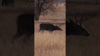 NICE MULE DEER GETS SMOKED hunting deer guns [upl. by Kcered]