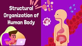 What Are The Levels Of Organization In The Body  Organization Of The Human Body  Novice Medic [upl. by Anoif491]