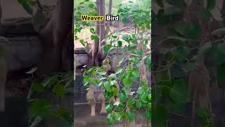 weaverbird birds subscribe birdswatching viral trending shortsshortyoutubeshorts youtube [upl. by Salot]