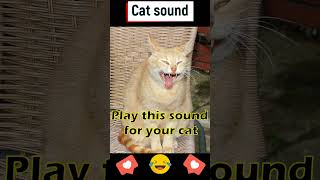 Cat Meow Sound Effect shorts cat catmeow cute animals [upl. by Yllut]