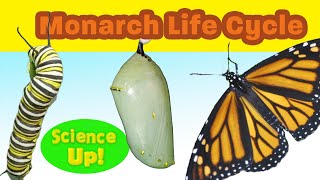 The Amazing Monarch Life Cyclenarrated for elementary science lessons [upl. by Dix]