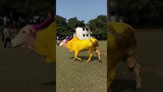 Banty vs Lalu bhiwandibullfight bhiwandibullfightofficial [upl. by Annmarie]