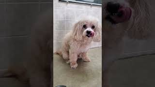 MaltiPoo MaltesePoodle dog breed before amp after grooming transformation 3 34 amp scissors [upl. by Gora]