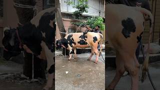 Wasif Bhais Holstein Bull Shower Moment Befor Qurbani 2024 [upl. by Ytima]