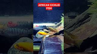 mbunacichlids fishaquarium viralvideo trending shorts reels youtubeshorts [upl. by Cram257]