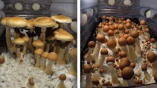 Incredible TimeLapse Of Mushrooms Growing [upl. by Oeramed]