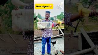 New pigeon le aaye😍 petlover pigeon pigeonvlogger minivlog birds kabutar newpigeon budgies [upl. by Arie15]