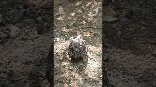 Indian Star Tortoise Ranthambore shorts shortsfeed ytshorts [upl. by Teodoro]