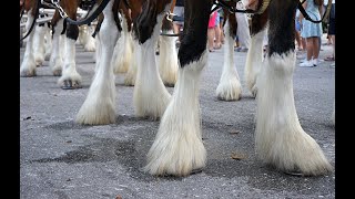 Budweiser Clydesdales  Naples FL Dec 2021 [upl. by Nairrot]