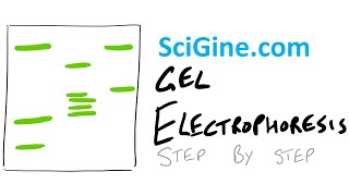 Easy Gel Electrophoresis Explanation  Gel Electrophoresis Procedure [upl. by Orlene335]