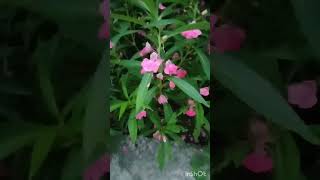 Impatiens balsamina flower tree in our gardenమా గార్డెన్ లోని చిలక ముక్కు చెట్టు [upl. by Katharyn265]