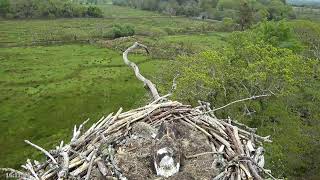 Bywyd Gwyllt Glaslyn Wildlife  Ffrwd Byw  Live Stream 2 [upl. by Viquelia180]