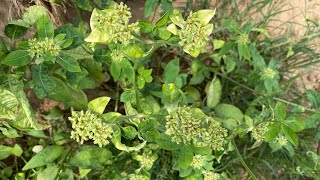 Euphorbia heterophylla music nature flowers [upl. by Tyra924]