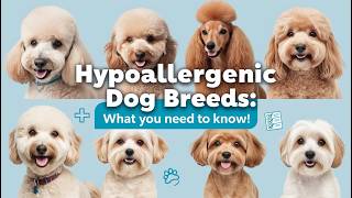 Hypoallergenic Dog Breeds What You Need to Know [upl. by Yddeg]