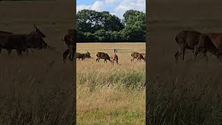 Deer in Richmond Park [upl. by Ferrick232]