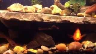 100 gallon cichlid tank [upl. by Saxena735]