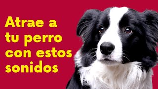 Atrae a tu perro con estos sonidos [upl. by Trebleda]