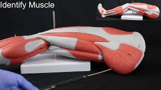 Quiz on Muscles and Structures of the Lower Limb [upl. by Adoh]