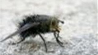 How To Handle Cluster Flies In Your House [upl. by Eniahpets266]