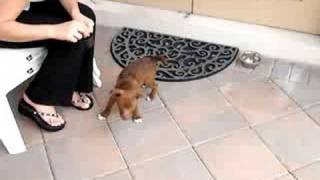 3 month old Patterdale terrier doing tricks [upl. by Acimat]