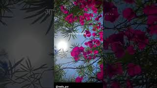 Tuzyat Jiv Rangala a beautiful Marathi song that touches the heart TuzyatJivRangala shortvideo [upl. by Barny696]