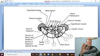 Musculoskeletal Module I in Arabic 50  Flexor retinaculum   by Dr Wahdan 2022 [upl. by Kev]