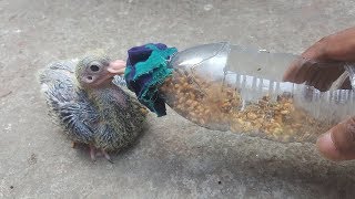 How to Bottle Feeding A Baby Pigeon [upl. by Asaeret]