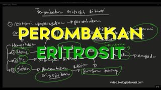 Perombakan Eritrosit  Perombakan Sel darah Merah [upl. by Janice]