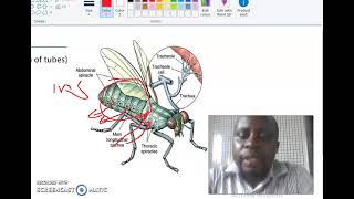 Lesson 7 Part 2 Mechanism of gaseous exchange in insects [upl. by Bel]