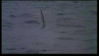 CRUEL JAWS 1995 Trailer [upl. by Lamaaj249]