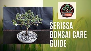 Serissa Bonsai Top 3 tips bonsai plants garden gardening how howto [upl. by Aihsot397]