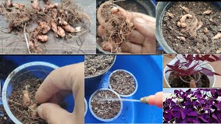 Butterfly कसरी रोप्ने र हेरचाह गर्ने  How To Grow And Care For Oxalis triangularisfalse shamrock [upl. by Leffert]