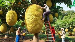 Incrível Colheita de Jaca na Tailândia  Veja Como são as Fazendas de Jacas Tailandesas [upl. by Gilliam]