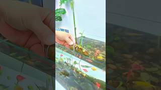 Ginger Fish Tank Trick for Healthy Fish [upl. by Willner]