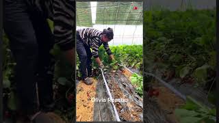 planting strawberries strawberry seedlings nursery base seedlings for sale strawberry seedlings [upl. by Drusilla]