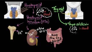 Parathyroid hormone amp calcitonin  Chemical coordination  Biology  Khan Academy [upl. by Ennairrac]