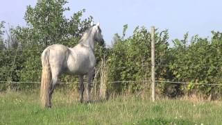 In the field  stallion behavior versus gelding behavior  about senses [upl. by Eilatan]