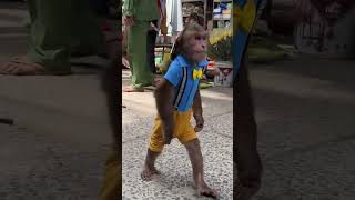 WOW  CUTIS guarantees safety for Goatscutis babymonkeycutis shortvideo [upl. by Lotte]