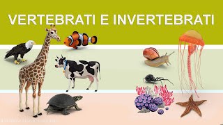 Vertebrati e invertebrati [upl. by Aletse]