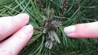 European Pine Sawfly Larvae Neodiprion sertifer [upl. by Eirtemed]