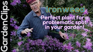 Ironweed Vernonia  Easy to grow flowering perennial for wet soggy locations  Pollinator friendly [upl. by Gertruda]