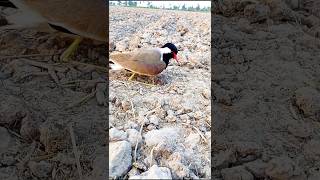 Bird red wattled lapwing [upl. by Aoket]