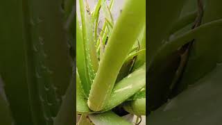 Aloe vera plant 💚shorts plants aloeveraplant gardening garden aloverabenefits alovera [upl. by Ursi]