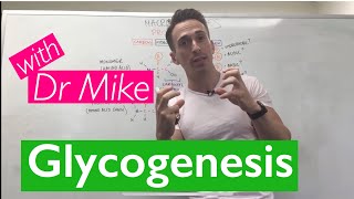 Glycogenesis amp Glycogenolysis [upl. by Tupler]