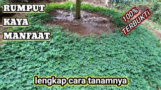 MANFAAT ARACHIS PINTOI UNTUK POHON DURIAN BEGINI CARA MENANAM ARACIS [upl. by Nol]