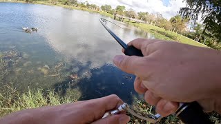 Live Bait Fishing for BIG BASS [upl. by Ardolino]