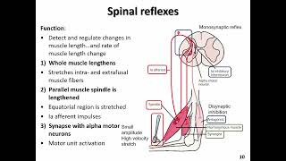 NEUR 2000 Somatosensory Part 2 slides 10 12 [upl. by Ludly189]