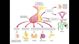 Anatomia Do Sistema Endócrino  Parte 01  Hipotálamo Hipófise Pineal Tireóide Adrenal Jomel Vet [upl. by Koval]